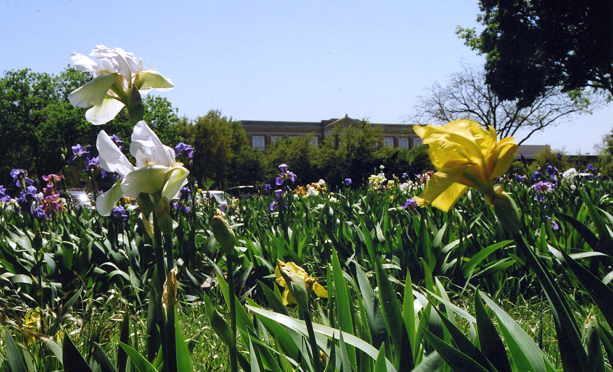 Iris Garden with Old Main 1990s